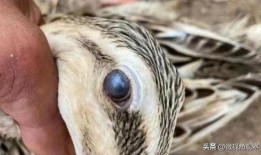 老鸭视频视频在线观看,在线观看，畅享精彩瞬间