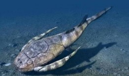 鸡巴鲨鱼在线观看,鸡巴鲨鱼在线观看之旅